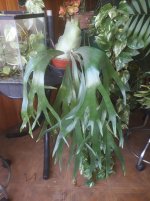 PLANTAS.jpg
