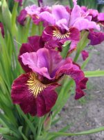 Iris-Sibirica-Miss-Apple-1.jpg