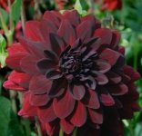 Arabian-Night-Dahlia.jpg