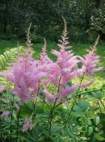 Astilbe-Rheinland.jpg