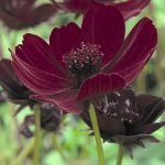 cosmos-atrosanguineus.jpg