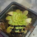 Pinguicula X Sethos 2023.jpg