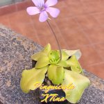 Pinguicula X Tina 2023.jpg