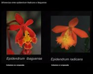 diferencias radicans e Ibaguense.jpg