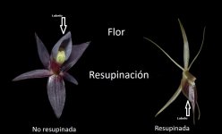resupinada y no resupinada.jpg