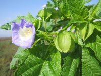 Nicandra physalodes 02 La Miliana, terme.JPG