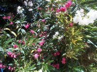 ADELFA  rosa y otgra.jpg