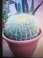 echinopsis grusonii.jpg