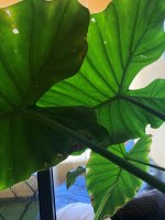 alocasia1.jpg
