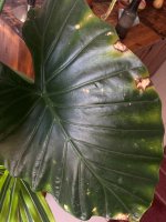 alocasia2.jpg