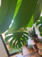 monstera1.jpg