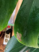 monstera2.jpg