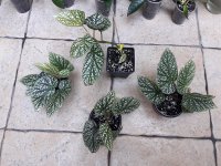 2.-Snowcap.jpg