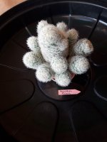 1.-Mammillaria Plumosa-10 euros.jpg