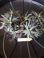 2.- Haworthia Attenuata Enon-7 euros.jpg