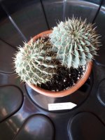 3.- Notocactus Buimingii- 12 euros.jpg