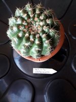 4.- Notocactus Uebelmaniamus-10 euros.jpg