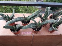 5.- Gasteria Var. Bicolor Liliputana-4 euros.jpg