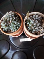 6.- Haworthia Cooperi V Truncata-9 euros.jpg