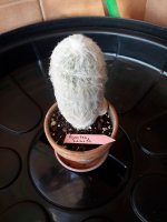 7.- Espostoa Lanata-8 euros.jpg