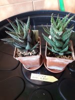 9.- Haworthia Royal Albert- 8 euros.jpg