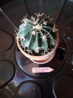10.- Homalocephala Taxensis-8 euros.jpg