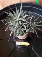 11.- Haworthia Fasciata Alba-9 euros.jpg