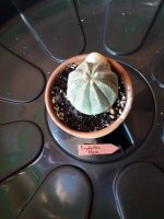 12.- Euphorbia Obesa-9 euros.jpg
