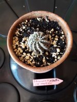 13.- Echinocereus x pulchellus var. Amoenus-9 euros.jpg