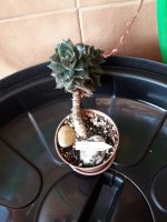 14.-  Echeveria Purpusorun-8 euros.jpg