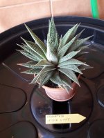 15.- Haworthia Spider White-10 euros.jpg