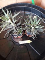 16.- Haworthia Fascita Big Band-10 euros.jpg