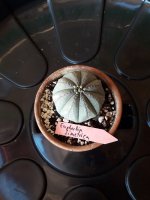 17.- Euphorfia Simetrica-9 euros.jpg
