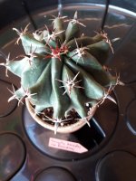 18.- Ferocactus Horridus var Brevispinus-9 euros.jpg