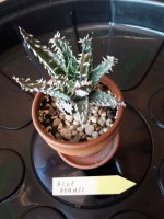19.- Aloe  Adansi-8 euros.jpg