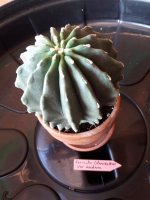 20.- Ferocactus Glaucesceus var nudun-9 euros.jpg