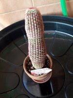 21.- Echinocereus rigidisimus var  rubispinus-20 euros.jpg