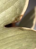 IMG_0285.jpeg