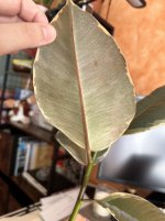 IMG_0283.jpeg