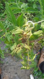 Imagen de tomateras 1.jpg