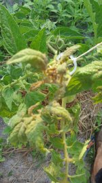 Imagen de tomateras 2.jpg