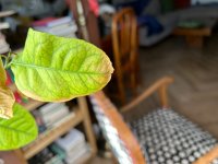 IMG_9018.jpg