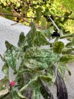 IMG_9996.jpeg