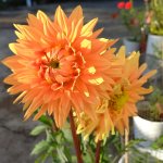 IMG_20230609_171458_549.jpg
