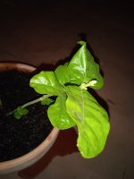 IMG_20230715_033741.jpg
