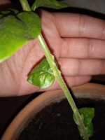 IMG_20230723_020518.jpg