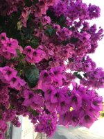 IMG_3380.JPG