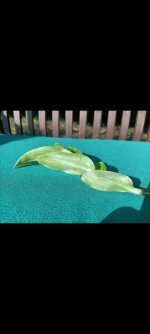 Screenshot_2023-08-19-19-20-35-38_99c04817c0de5652397fc8b56c3b3817.jpg