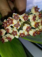 0.1Hoya Kerri.jpg