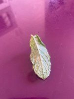 56C44077-DC50-4B5A-AC66-EA69F2810E59.jpeg